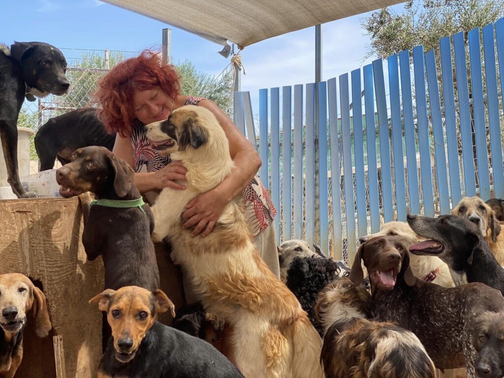 Dash Dogs