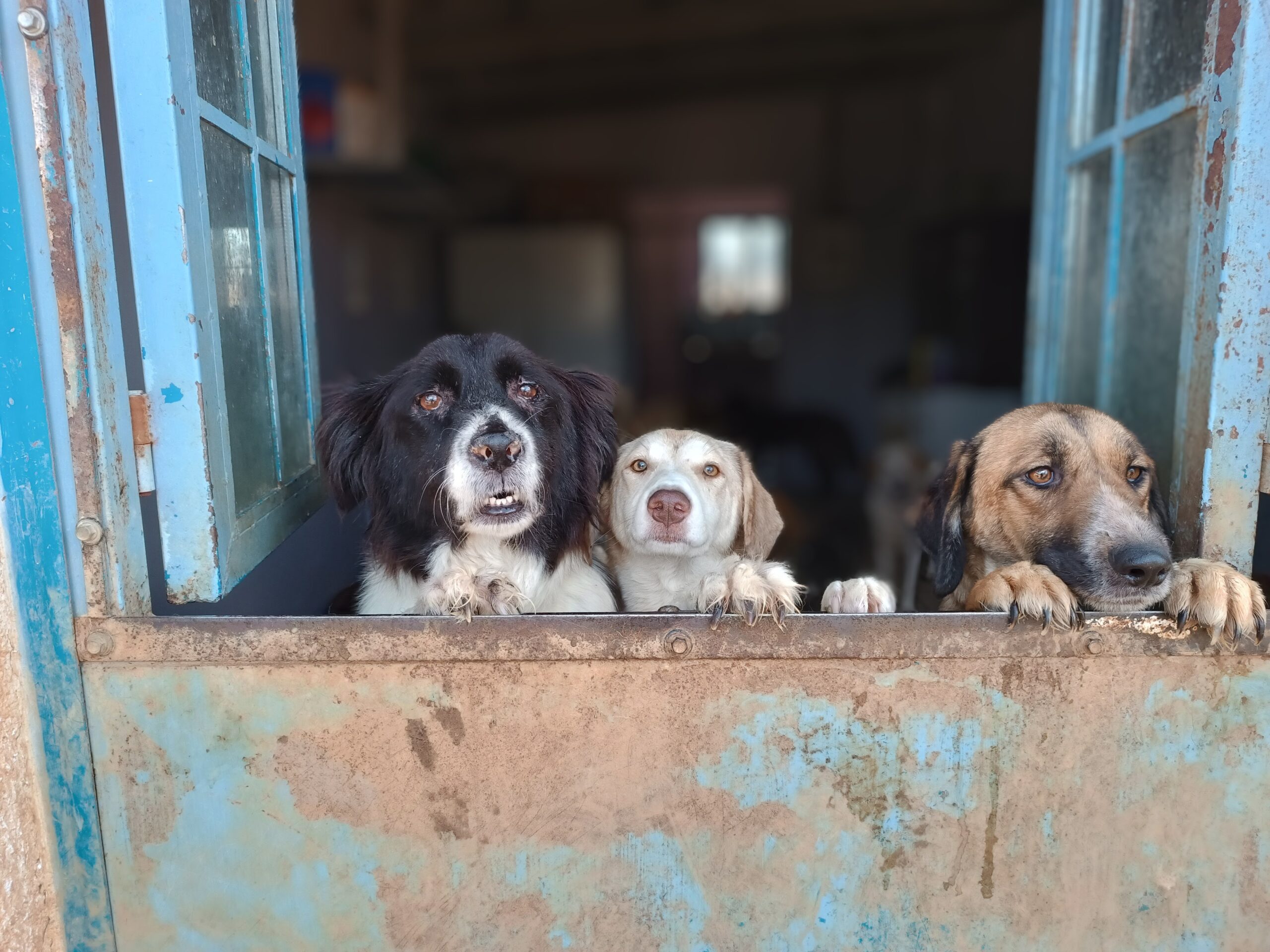 How to adopt